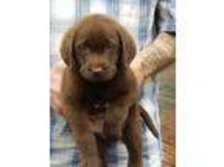 Labrador Retriever Puppy for sale in Scio, OR, USA