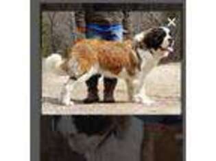 Saint Bernard Puppy for sale in Houston, MO, USA