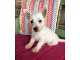 West Highland White Terrier Puppy for sale in Baileyville, KS, USA