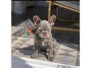 French Bulldog Puppy for sale in Groveton, TX, USA