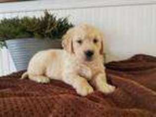 Golden Retriever Puppy for sale in Mechanicsville, VA, USA