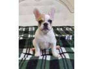 French Bulldog Puppy for sale in Palatine, IL, USA