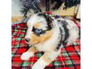 Australian Shepherd Puppy for sale in Davis, OK, USA