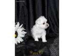 Maltese Puppy for sale in Cedar City, UT, USA