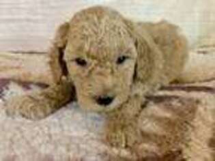 Mutt Puppy for sale in Detroit, OR, USA