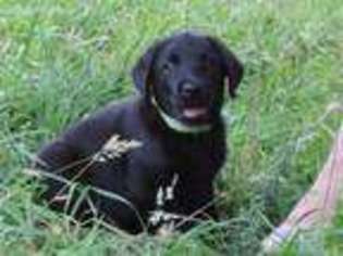 Labrador Retriever Puppy for sale in Bliss, NY, USA