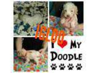 Labradoodle Puppy for sale in Copperas Cove, TX, USA