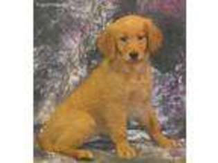 Golden Retriever Puppy for sale in Northwood, NH, USA