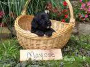 Goldendoodle Puppy for sale in Martinsburg, PA, USA