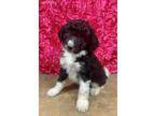 Mutt Puppy for sale in Buxton, ND, USA