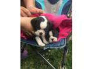 Boston Terrier Puppy for sale in Bloomington, IL, USA
