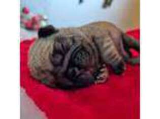 Pug Puppy for sale in Harrisburg, SD, USA