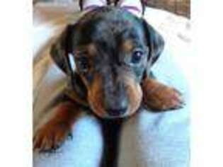 Dachshund Puppy for sale in Iredell, TX, USA