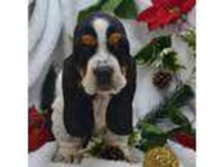 Basset Hound Puppy for sale in Weaubleau, MO, USA