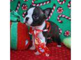 Boston Terrier Puppy for sale in Pasadena, MD, USA