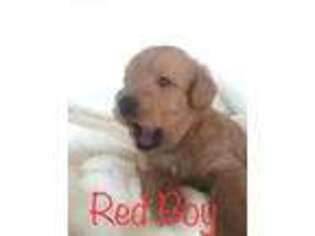 Labradoodle Puppy for sale in Kerrville, TX, USA