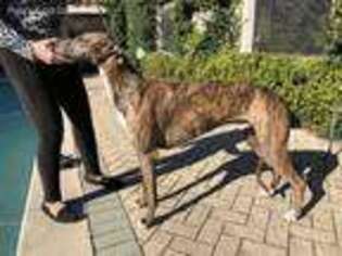 Greyhound Puppy for sale in Destin, FL, USA