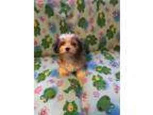 Havanese Puppy for sale in Albany, NY, USA