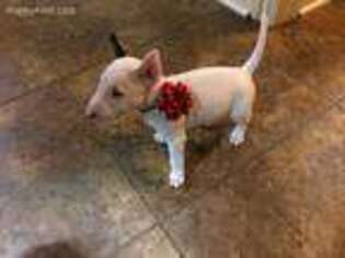 Bull Terrier Puppy for sale in Jefferson, TX, USA