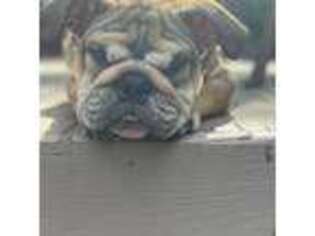 Bulldog Puppy for sale in Leavenworth, KS, USA