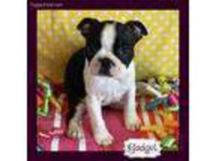 Boston Terrier Puppy for sale in Odenville, AL, USA