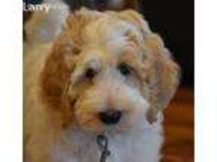 Labradoodle Puppy for sale in Aumsville, OR, USA
