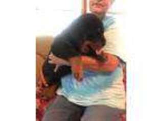 Rottweiler Puppy for sale in Leslie, AR, USA