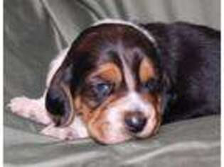 Basset Hound Puppy for sale in Millsap, TX, USA