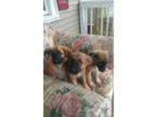 Miniature Pinscher Puppy for sale in NEW HAVEN, CT, USA