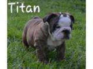 Bulldog Puppy for sale in Quitman, AR, USA