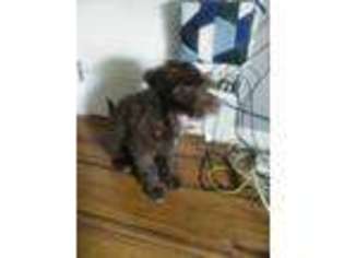 Portuguese Water Dog Puppy for sale in Bayonne, NJ, USA
