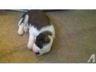 Saint Bernard Puppy for sale in FAIR OAKS, CA, USA