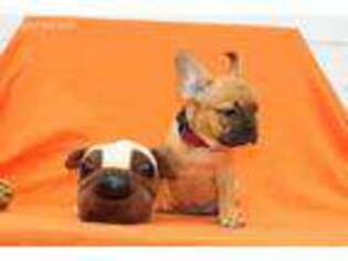 French Bulldog Puppy for sale in Boone, NC, USA