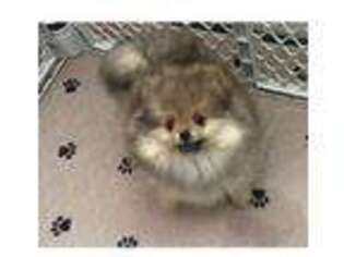 Pomeranian Puppy for sale in Charlottesville, VA, USA