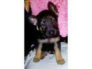 German Shepherd Dog Puppy for sale in West Haven, CT, USA