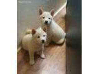 Shiba Inu Puppy for sale in Coggon, IA, USA