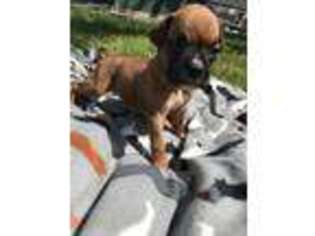 Boxer Puppy for sale in Saint Peters, MO, USA