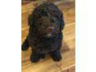 Labradoodle Puppy for sale in Draper, UT, USA