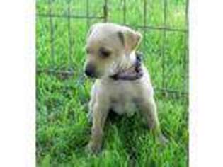 Miniature Pinscher Puppy for sale in Maynard, MN, USA
