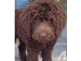 Labradoodle Puppy for sale in NEWCASTLE, CA, USA