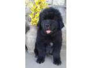 Newfoundland Puppy for sale in Herndon, PA, USA