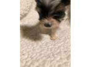 Yorkshire Terrier Puppy for sale in Lillington, NC, USA