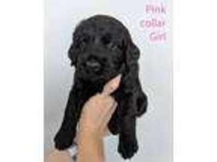 Labradoodle Puppy for sale in Fairfax, VA, USA