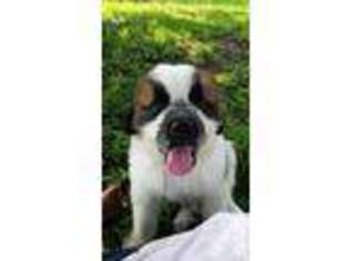 Saint Bernard Puppy for sale in GALESBURG, IL, USA
