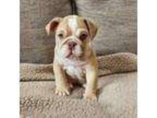 Bulldog Puppy for sale in Canton, OH, USA