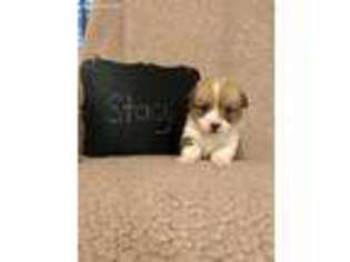 Pembroke Welsh Corgi Puppy for sale in Morton, MS, USA