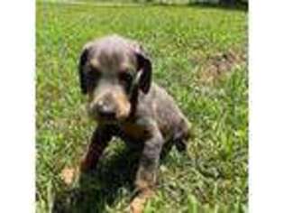 Doberman Pinscher Puppy for sale in Newark, NJ, USA