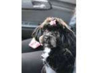Shih-Poo Puppy for sale in East Falmouth, MA, USA