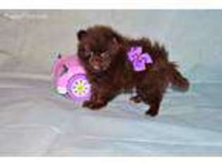 Pomeranian Puppy for sale in Sulphur Springs, TX, USA