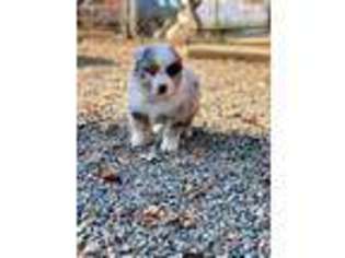 Miniature Australian Shepherd Puppy for sale in Springville, CA, USA